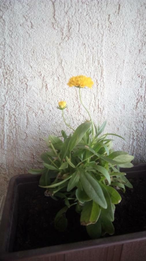 Apartment Butterfly Split - For Rest And Relaxation Exterior photo